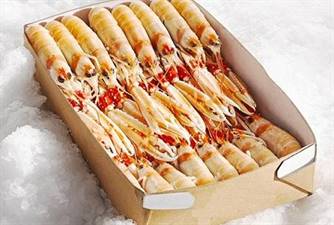 SCAMPI PORCUPINE 16/20 BORDO C.KG.3