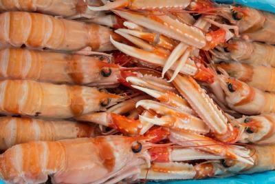 SCAMPI PORCUPINE 20/30 BORDO C.3 KG