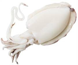 SEPPIE MAROCCO 800/1000 IQF PUL.P.NETTO C. 7KG