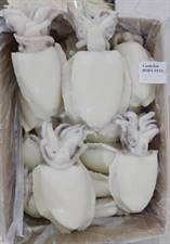 SEPPIE GHANA 600/800 PULITA CIUFFO SPOR.IQF P.NETTO 12KG