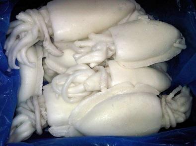 SEPPIE INDIA U1 WO PUL.30% C.K10