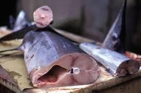 SPADA INTERO 50/70 S/T CONG.