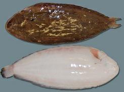 SOGLIOLA N3 DOVER IQF 200/250 40%GL C.