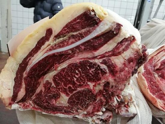 CARRE'VACCA GALLOWAY 25+ (TMC) 5052PRGA