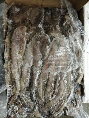 POLPO YEMEN 2000/3000 BLOCCO C.k14