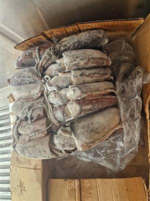 SEPPIE MAROCCO (GA)BL.SPOR.CHOCHO G (300/400GR)K10 C.