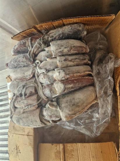 SEPPIE MAROCCO (S)BL.SPOR.CHOCHO G (300/400GR)K10 C.