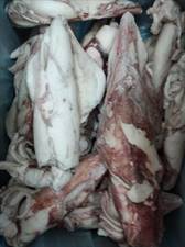 CALAMARO FRANCIA 200/300 IQF 10% G. C.k5