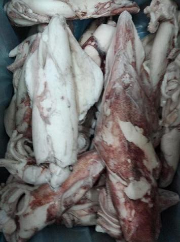 CALAMARO FRANCIA 300/500 IQF.C.P.NETTO MARGEL