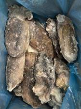 SEPPIE TURCHIA SPOR. 500/800 IQF P.NETTO