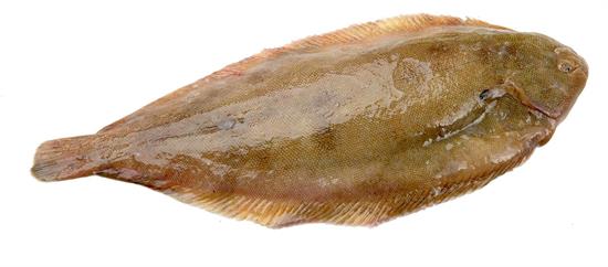 SOGLIOLA N.ZELANDA 175/250gr (A) IWP P.NETTO C. 1X10KG